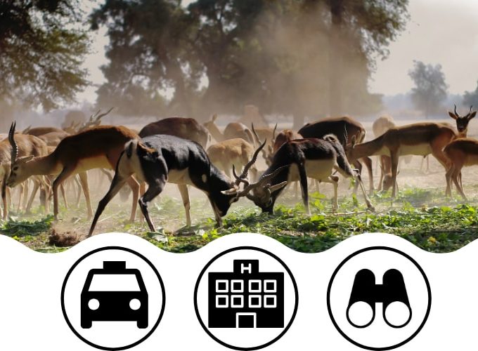 Jim Corbett Budget Tour Package From Delhi