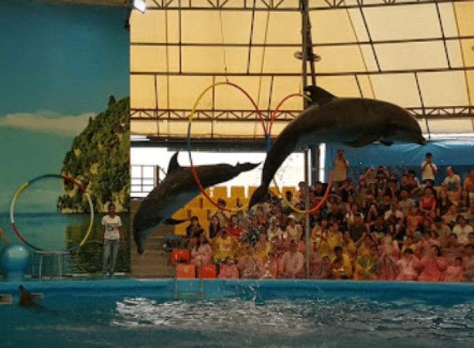 Dolphin show ticket in Dolphin Bay Phuket